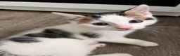 Mixed Breed cats for sale: 2x male white kittens  in Okehampton - Advert 2