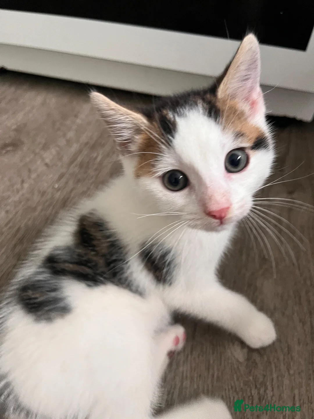 Mixed Breed cats for sale: 2x male white kittens  in Okehampton - Advert 2