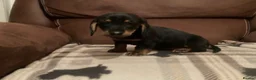 Dachshund dogs for sale: Adorable dachshund puppies in Paisley - Advert 4