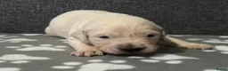 Golden Retriever dogs for sale: Beautiful Golden retriever Pups Showline KC Reg - Advert 15