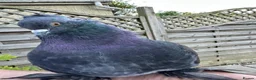 Pigeons birds for sale: 2 Indian fantail pigeons need rehoming.  in Oakham - Advert 2