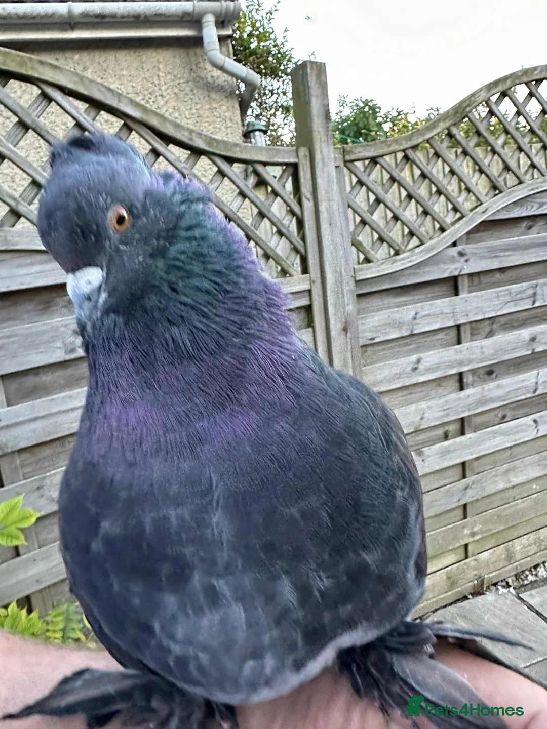 Pigeons birds for sale: 2 Indian fantail pigeons need rehoming.  in Oakham - Advert 2