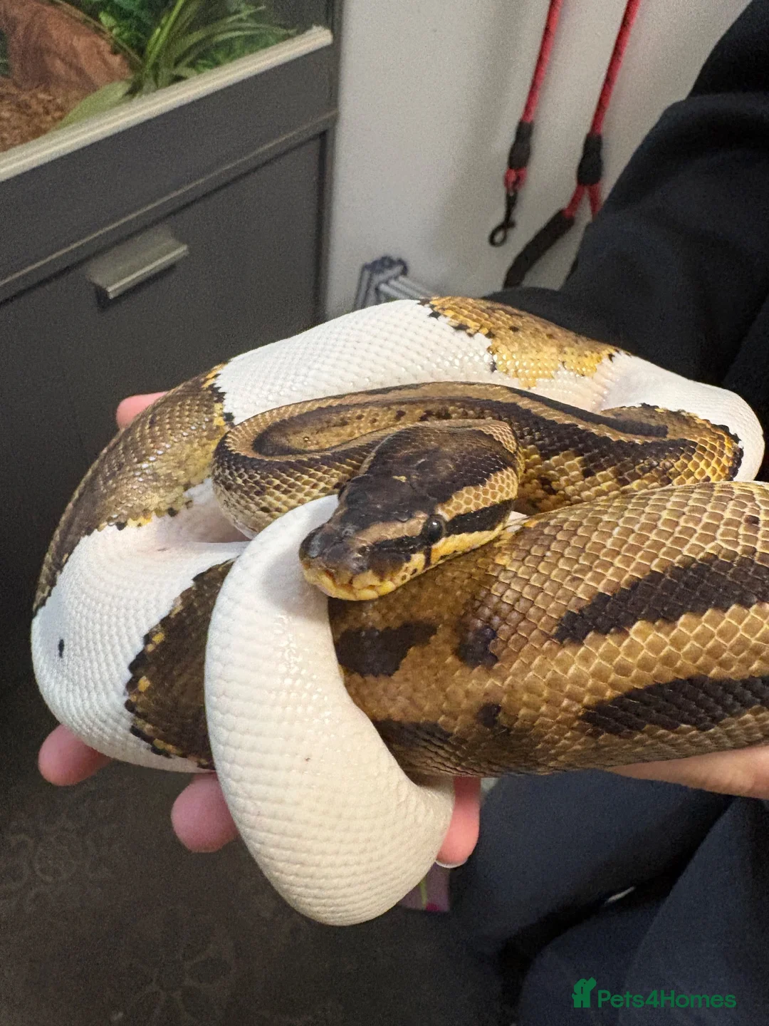 Python Snake reptiles for sale: Pied Python and vivarium in Waterlooville - Advert 2