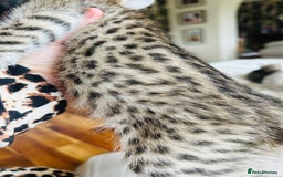 Savannah cats for sale: F2 Savannah BST  - Image 5