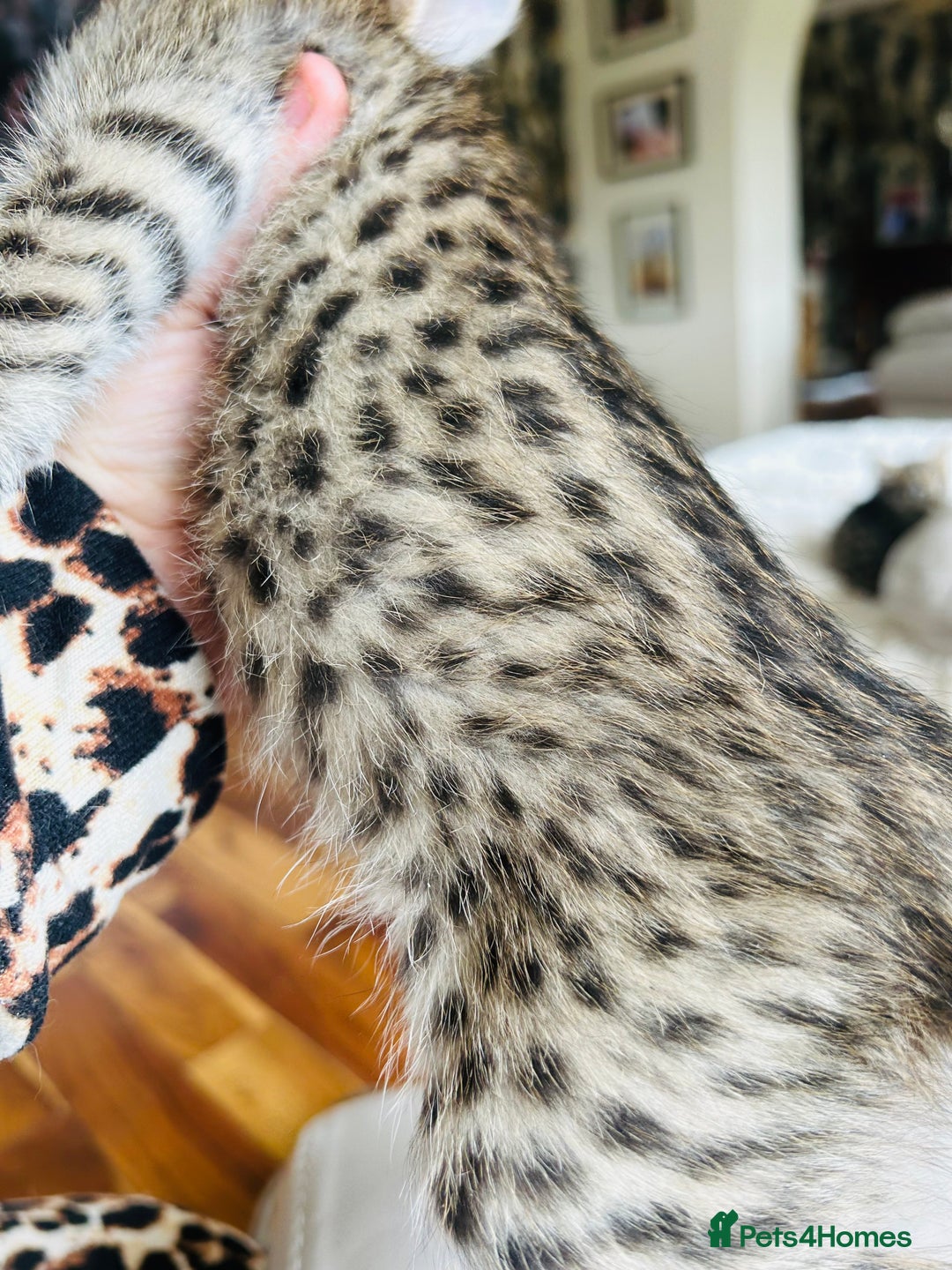 Savannah cats for sale: F2 Savannah BST  - Image 5