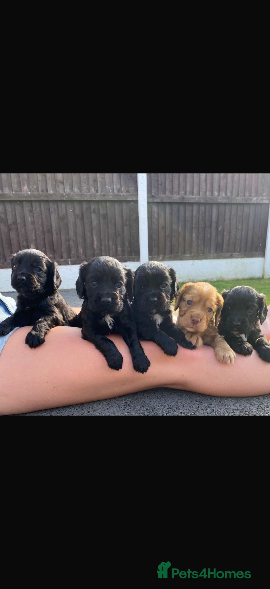 Cocker Spaniel dogs Beautiful Cocker spaniel puppies  - Advert 9