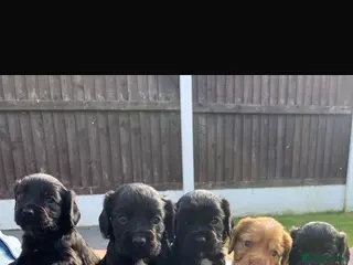 Cocker Spaniel dogs Beautiful Cocker spaniel puppies - Advert 9