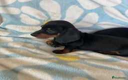 Dachshund dogs for sale: Adorable dachshund puppies ready to leave - Image 8