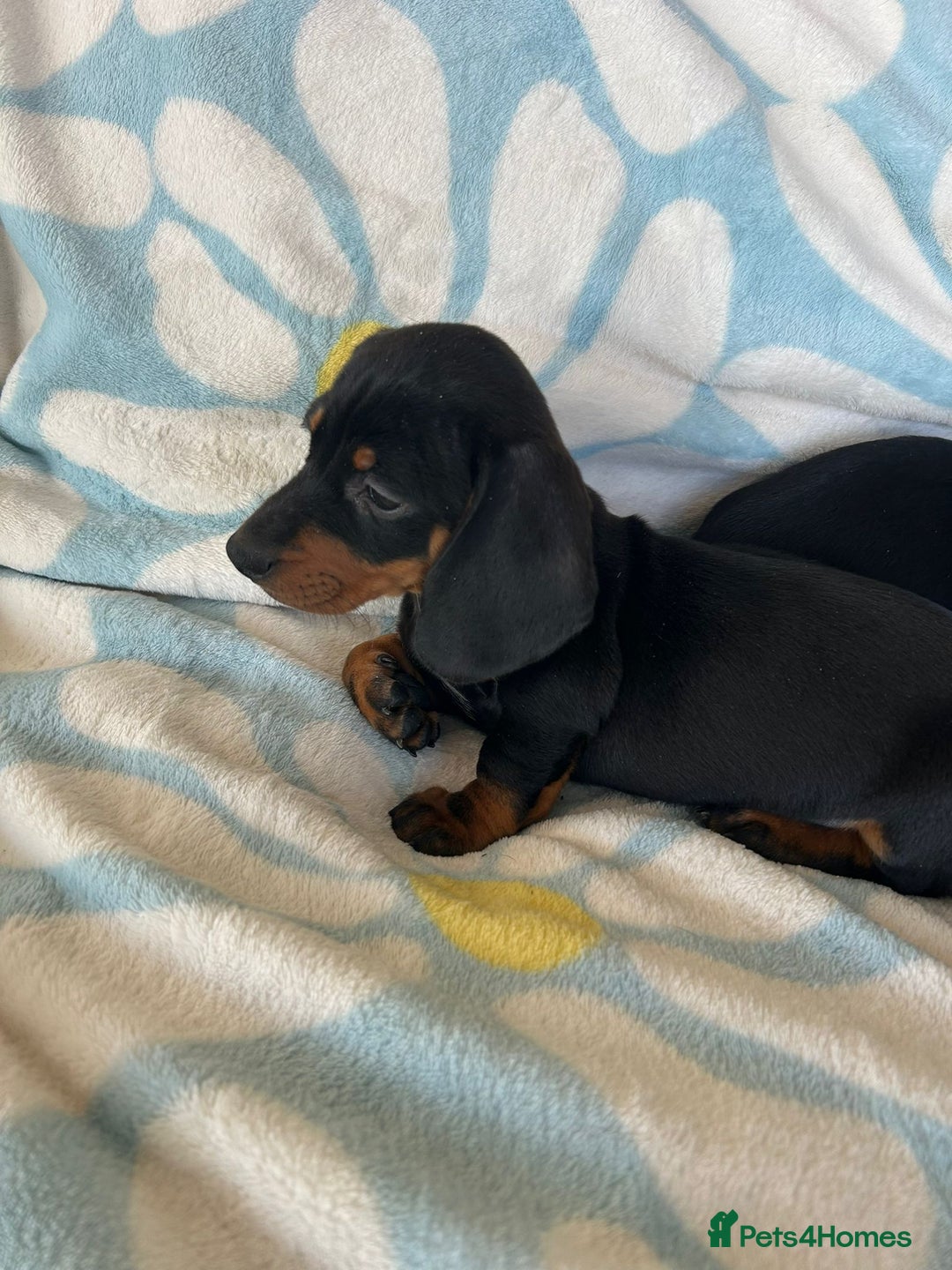 Dachshund dogs for sale: Adorable dachshund puppies ready to leave - Image 8