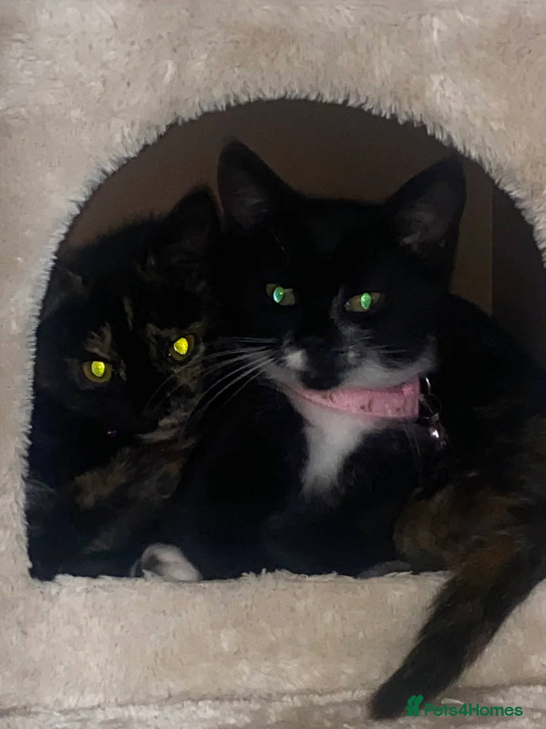 Mixed Breed cats for sale: 2 female kittens  - Advert 2
