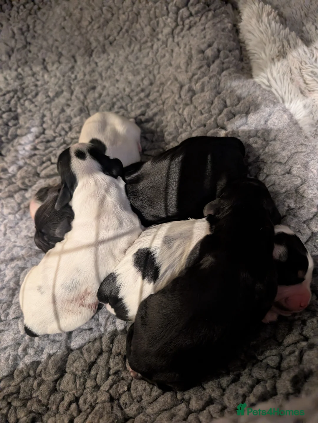 Cockapoo dogs for sale: Beautiful little of 5 Cockerpoos - Advert 13