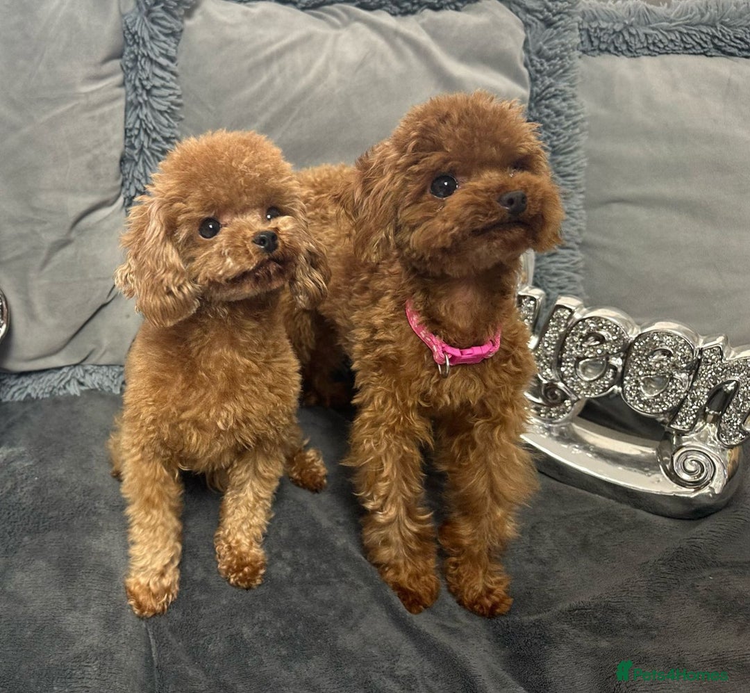Red Poodle Chocolate Standard Poodle Puppies For Sale Red Teacup Poodle  Information Teacup Red Toy Poodle (Poodle Puppy