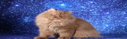 British Longhair cats for sale: Cinnamon British Longhaired cat available  - Advert 5