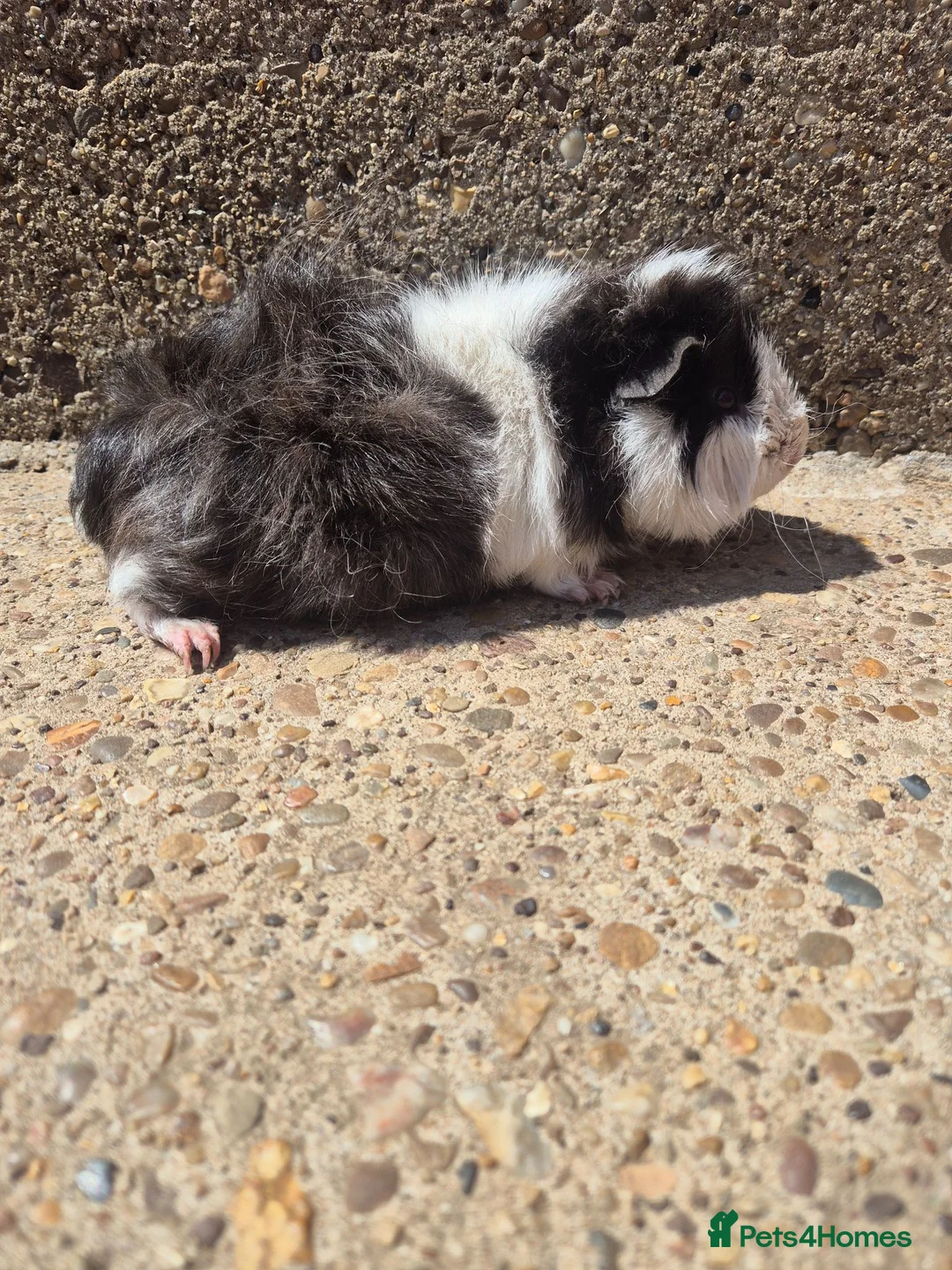 Guinea Pig rodents for sale: Lunkarya guinea pig boar - Advert 2