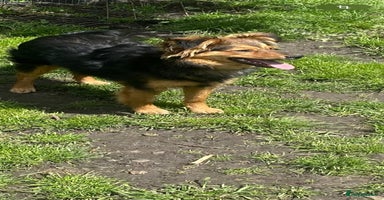 Mixed Breed dogs - Advert 3