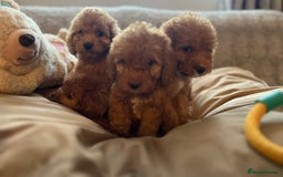 Cockapoo dogs for sale: F1 cockapoo puppies- Health test clear  - Image 8