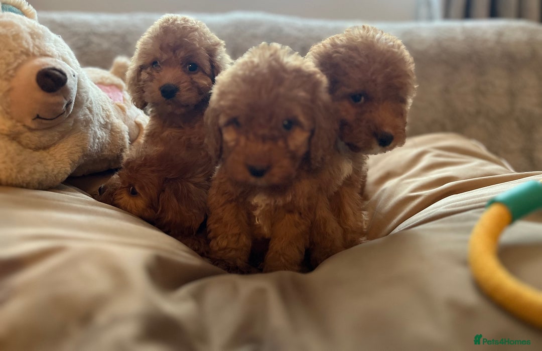Cockapoo dogs for sale: F1 cockapoo puppies- Health test clear  - Image 8