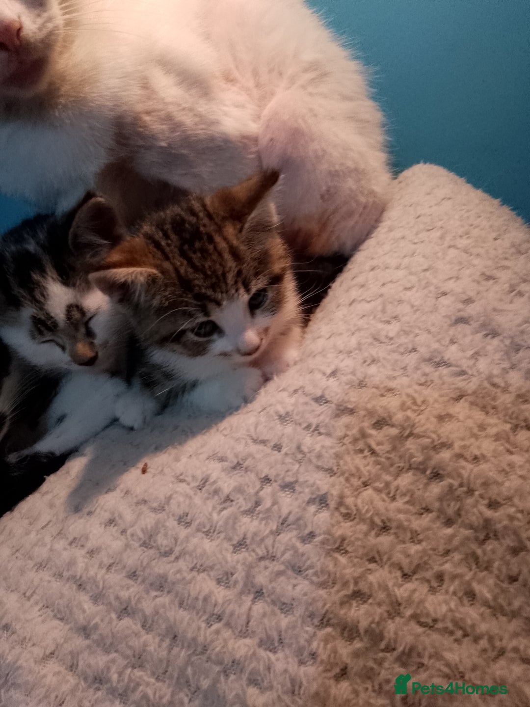 Mixed Breed cats for sale: Beautiful kittens  - Advert 24