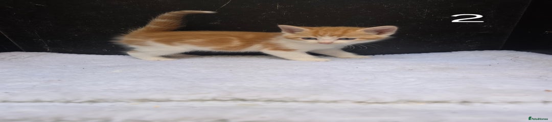 Domestic Shorthair Kitten 1