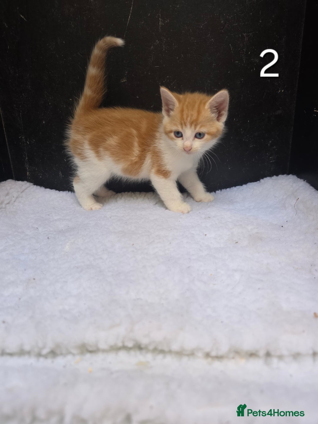 Domestic Shorthair cats for sale: Super cute domestic shorthair kittens!  - Image 2