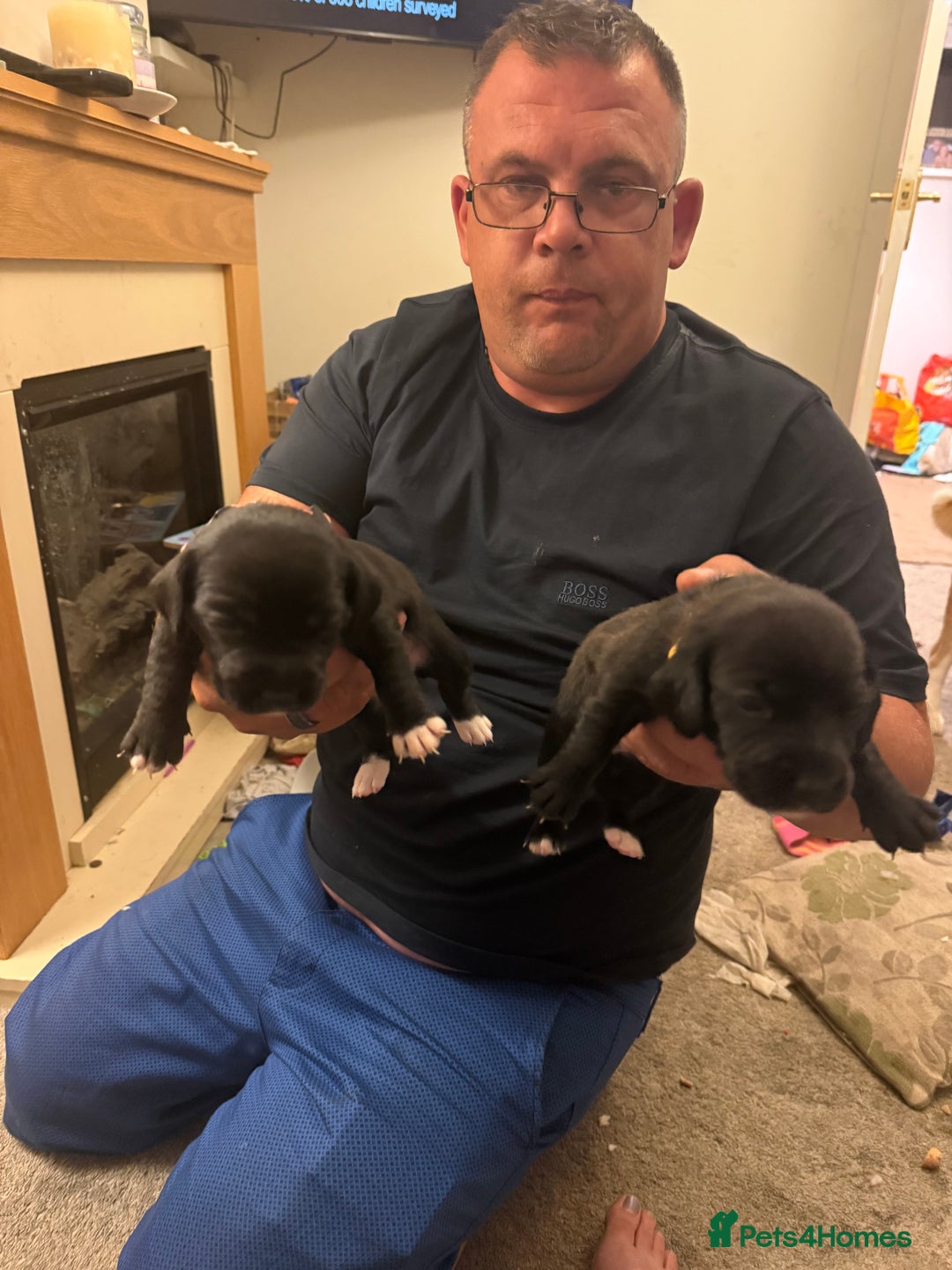Mixed Breed dogs for sale: Doxla  - Image 16