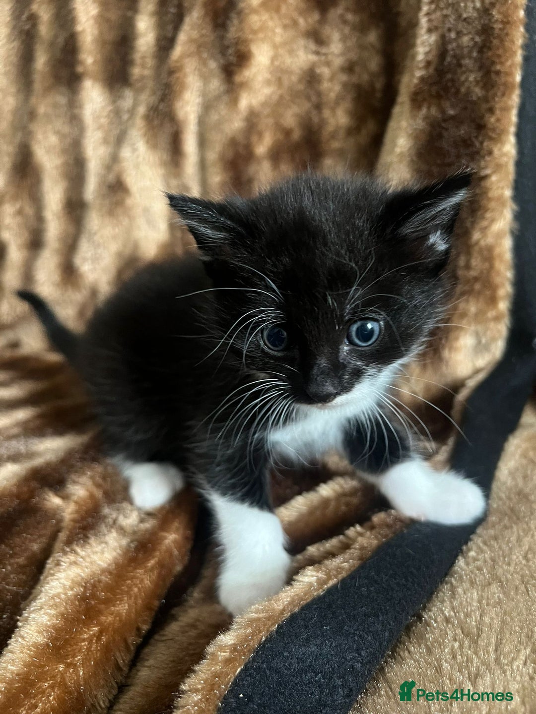 British Shorthair cats for sale: Hello a have very beautiful kittens, - Image 7