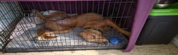 Golden Retriever dogs for sale: Golden Retriever - Advert 2