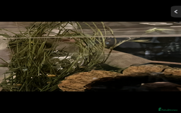 Mouse rodents for sale: 2 young female mice  - Advert 4