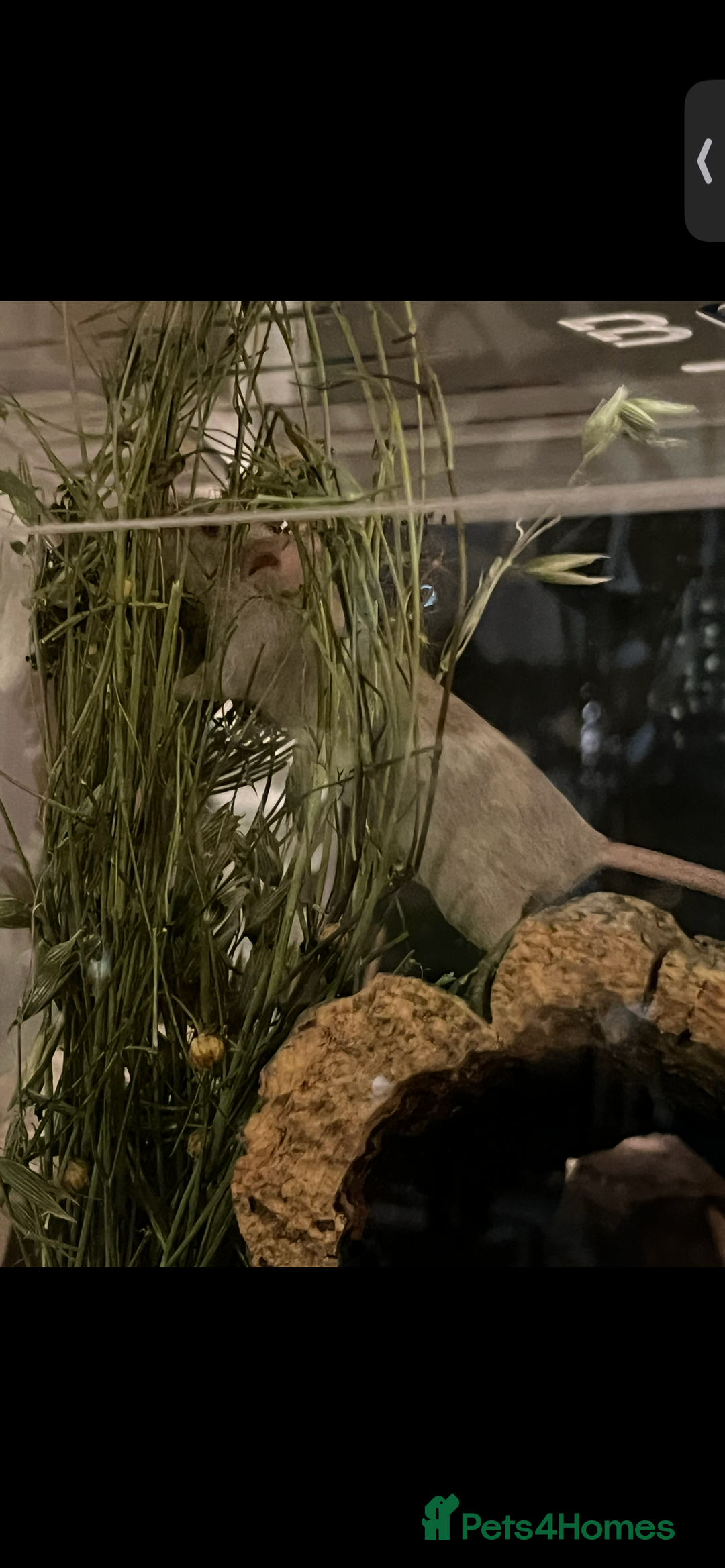 Mouse rodents for sale: 2 young female mice  - Advert 4