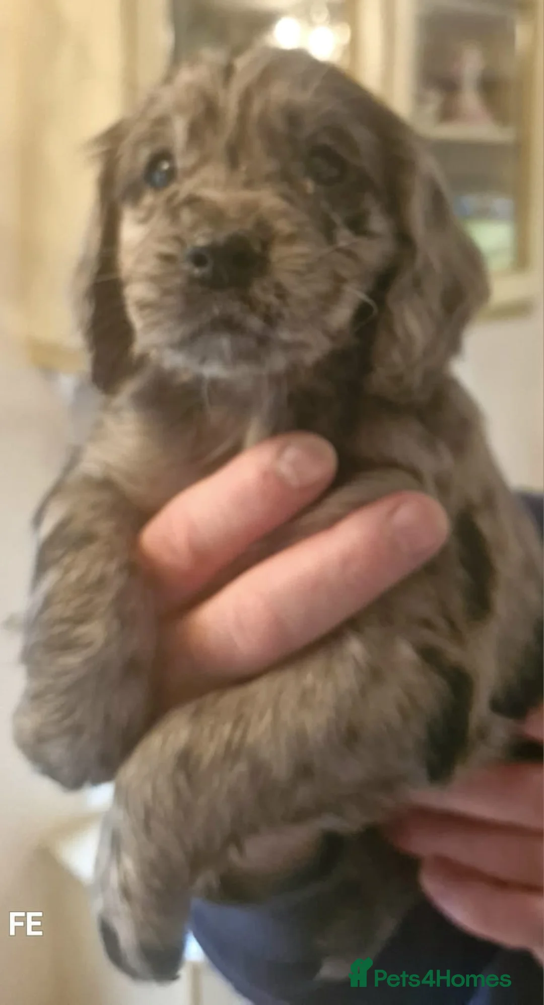 Cocker Spaniel dogs for sale: Mixed litter of Cocker Spaniel puppies  - Advert 28