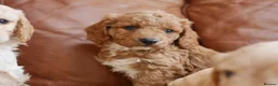 Cavapoo dogs for sale: Stunning Health Tested F1b Cavapoo Puppies - Advert 9