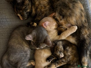 Domestic Shorthair cats for sale - Advert 1