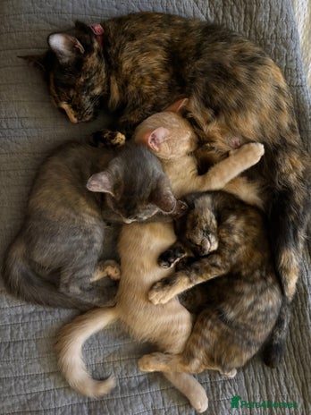 Domestic Shorthair cats - Advert 1