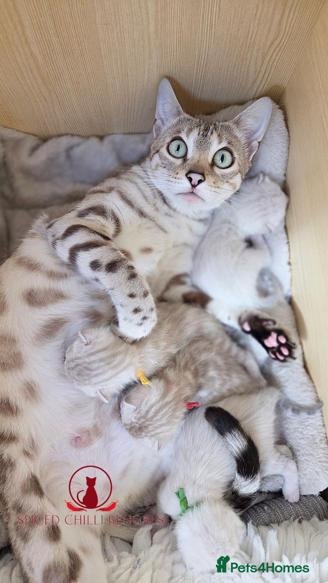 Bengal cats ✨️ glitter snow champion bengal kittens ✨️ - Advert 2