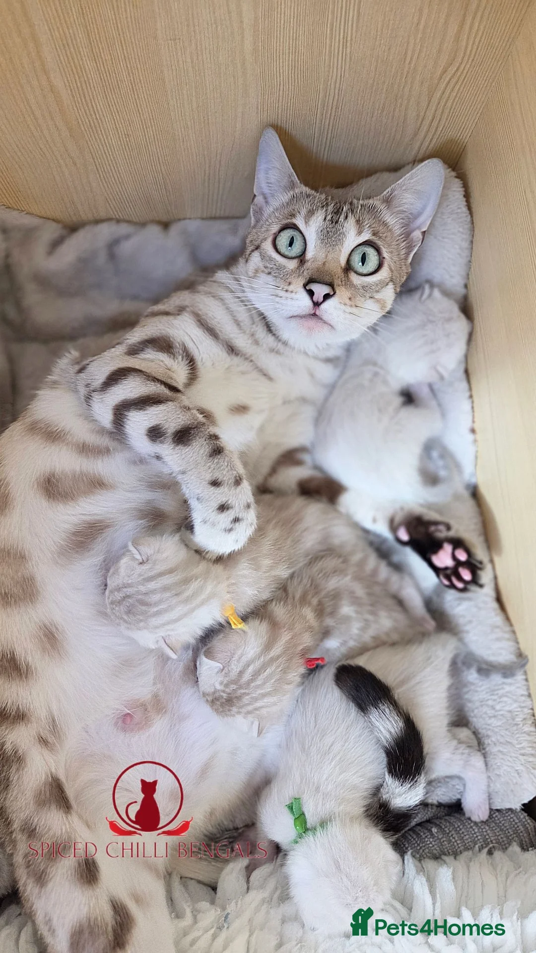 Bengal cats for sale: ✨️ glitter snow champion bengal kittens ✨️ - Advert 2