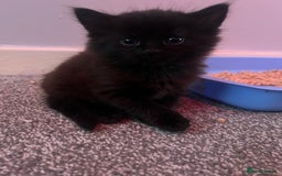 Mixed Breed cats for sale: 2 black male kittens ginger female  - Image 8
