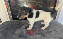 Jack Russell dogs for sale: Pure Jackrussells  - Advert 4
