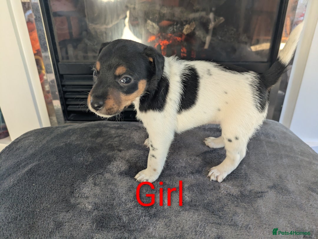 Jack Russell dogs for sale: Pure Jackrussells  - Advert 4