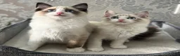 Ragdoll cats for sale: Beautiful Ragdoll Kittens - Advert 1