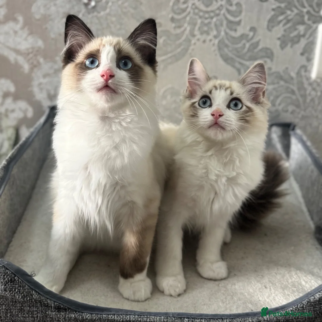 Ragdoll cats for sale: Beautiful Ragdoll Kittens - Advert 1