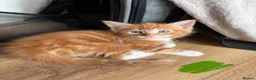 Mixed Breed cats for sale: 5 HALF-RAGDOLL KITTENS ❤️ - Advert 13