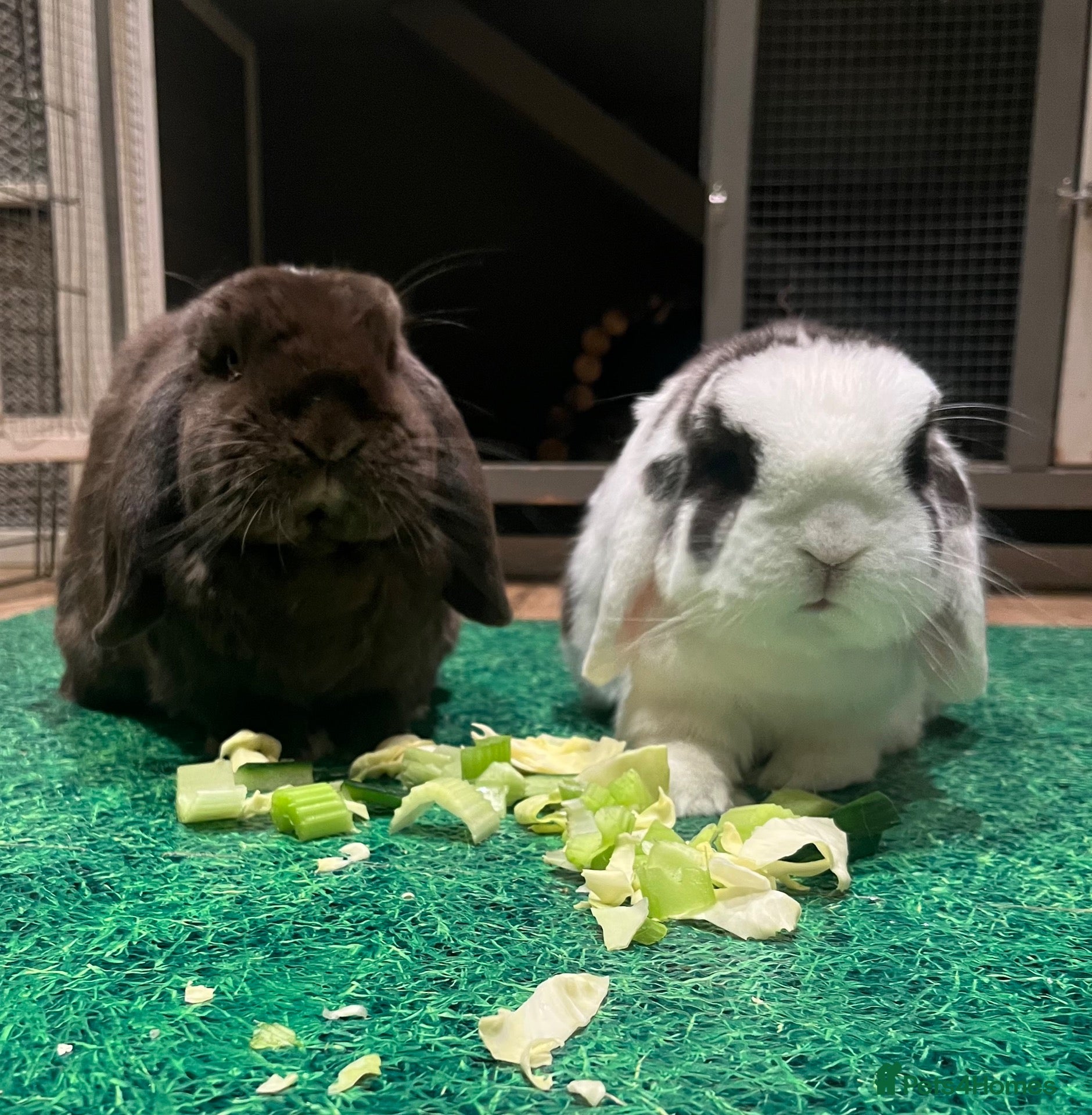 Mini Lop rabbits Coco and Lola twin bunnies - Advert 1