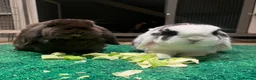 Mini Lop rabbits for sale: Coco and Lola twin bunnies in Ashby-de-la-Zouch - Advert 1