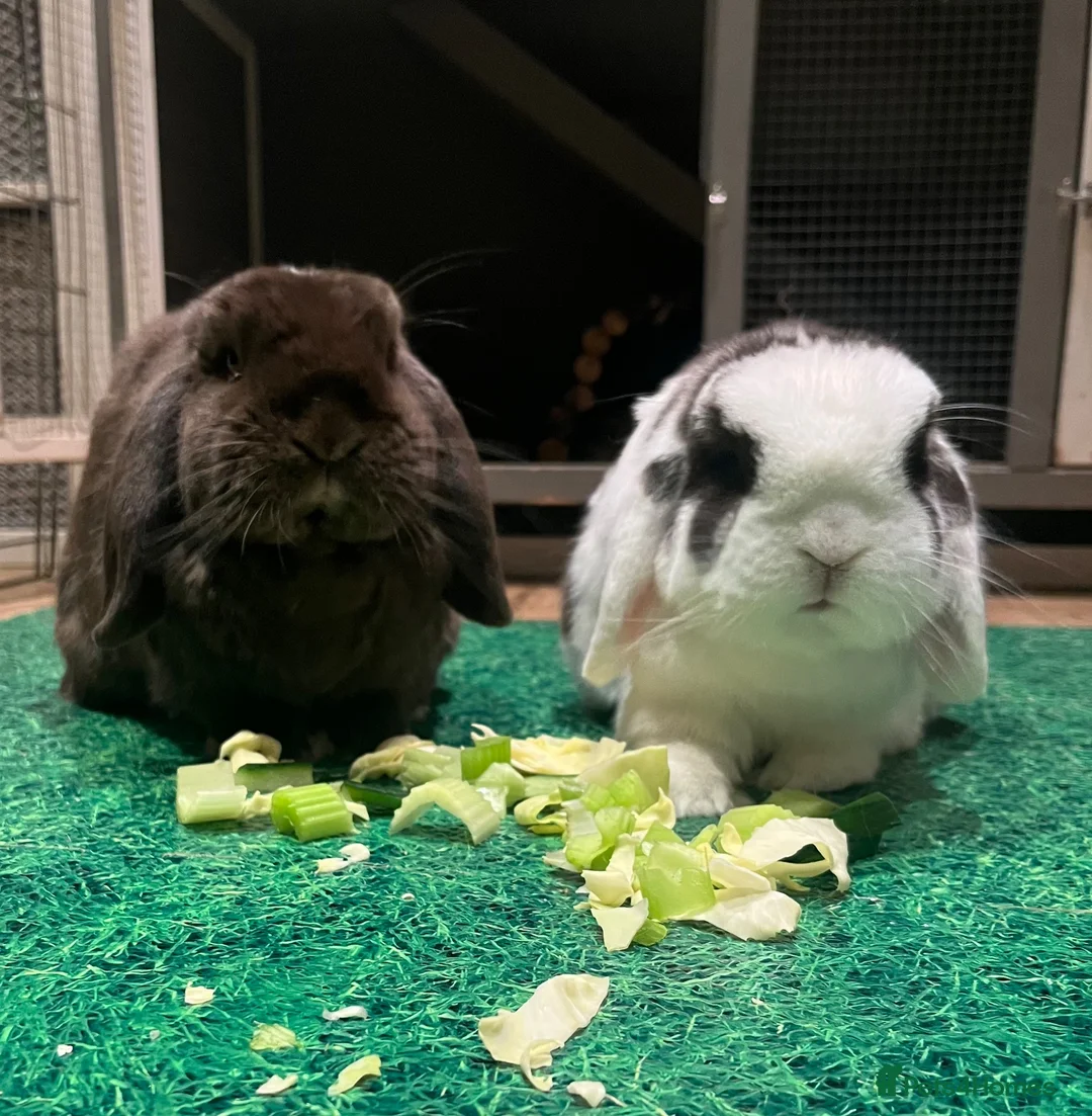 Mini Lop rabbits for sale: Coco and Lola twin bunnies in Ashby-de-la-Zouch - Advert 1