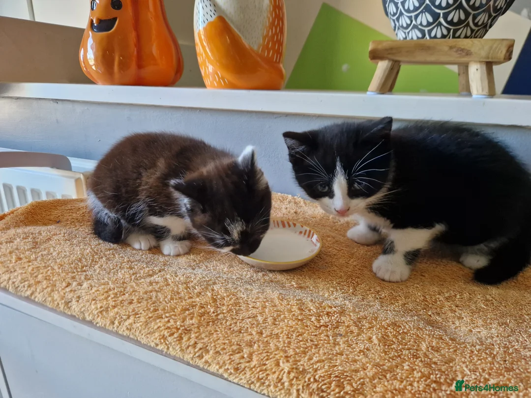 Mixed Breed cats for sale: Noodle the boy cat  - Advert 14