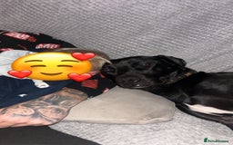 Mixed Breed dogs for sale: Peggy looking for her forever home  - Advert 2