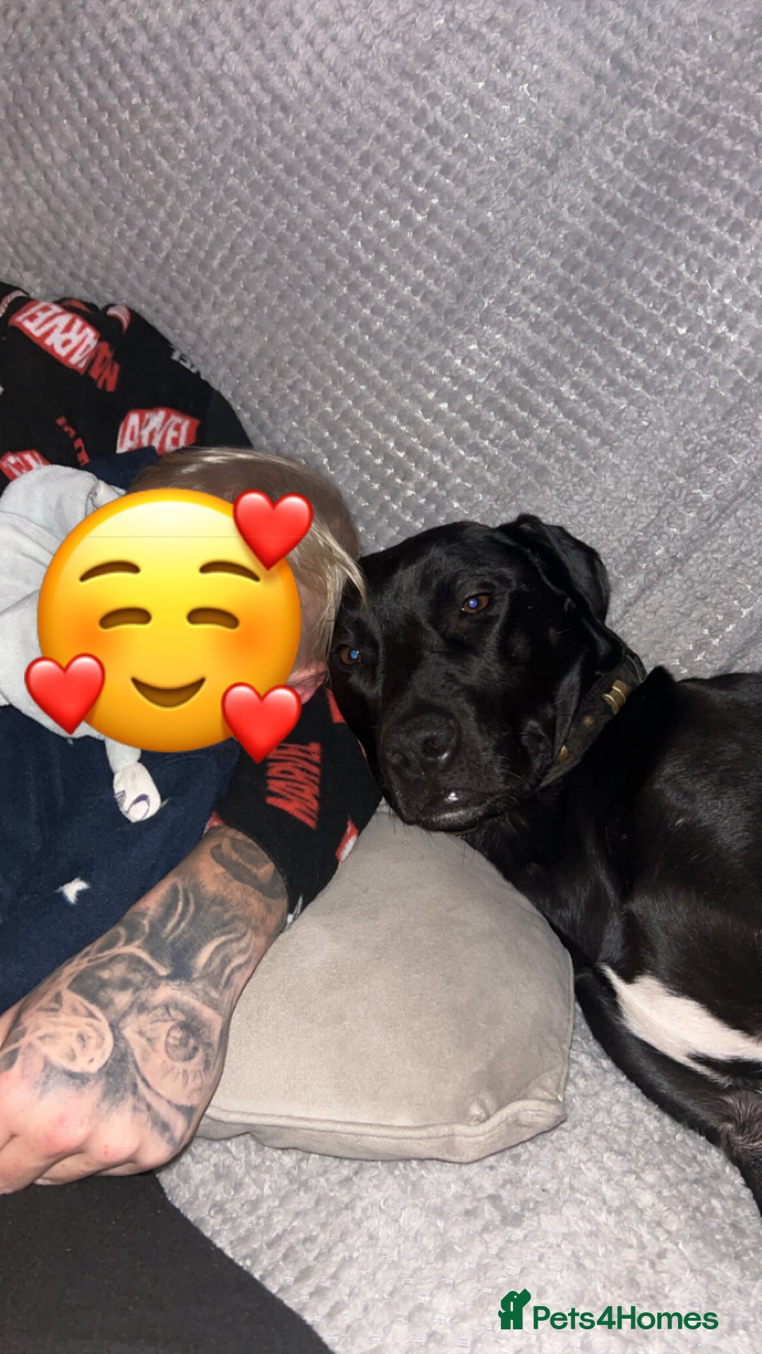 Mixed Breed dogs for sale: Peggy looking for her forever home  - Advert 2