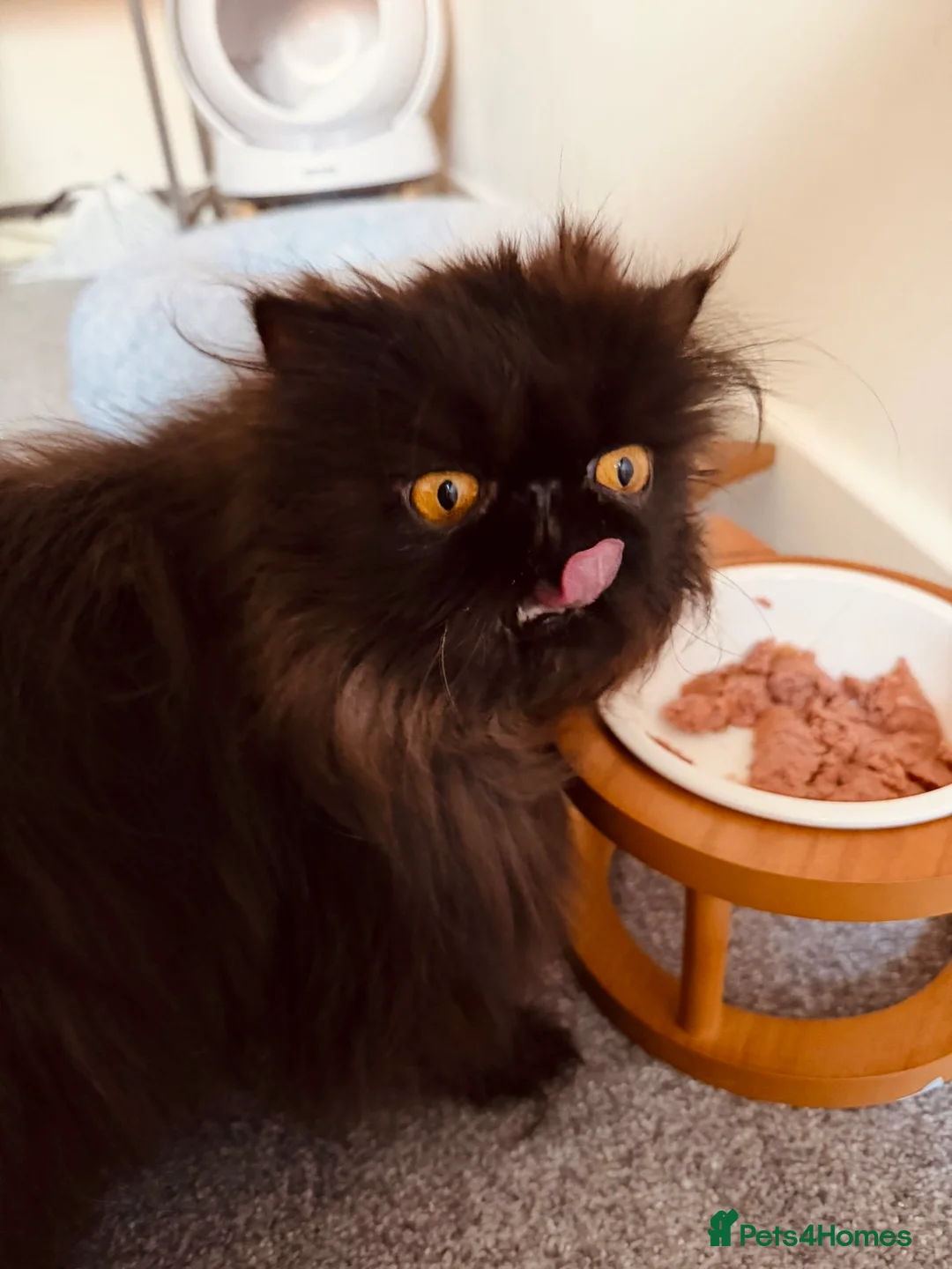 Persian cats for sale: Beautiful long hair Persian girl  - Advert 4