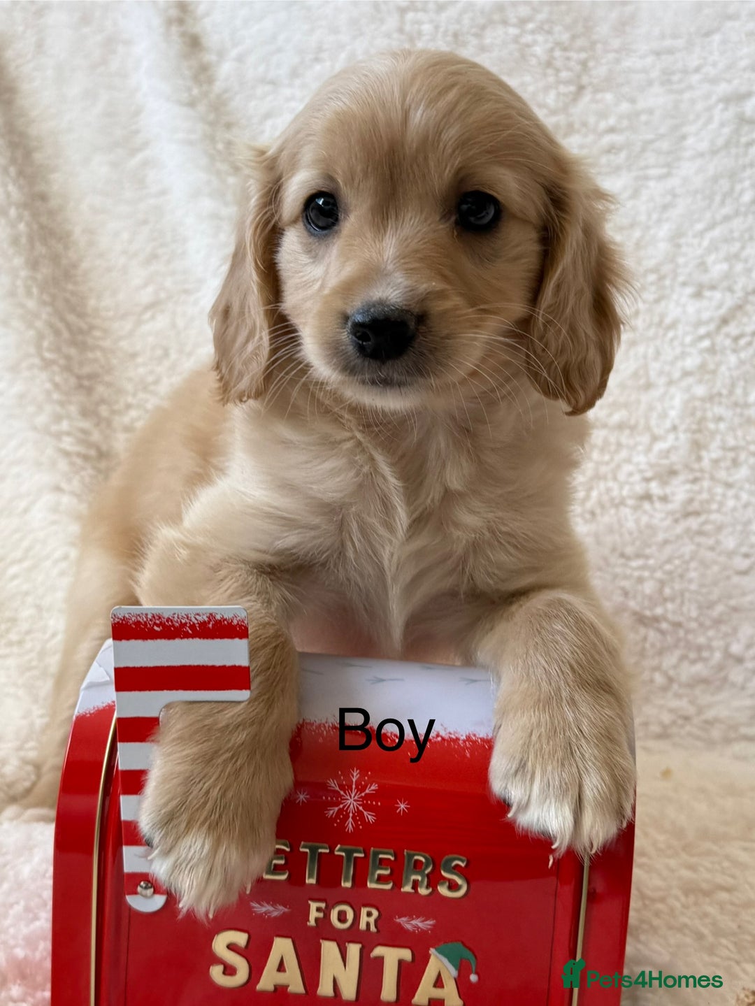 Cavapoo dogs for sale: Cavapoo *Licensed* Ready 2nd Dec. - Advert 6