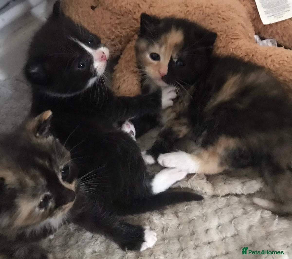 British Shorthair cats Adorable kittens girls and boys available  - Advert 10